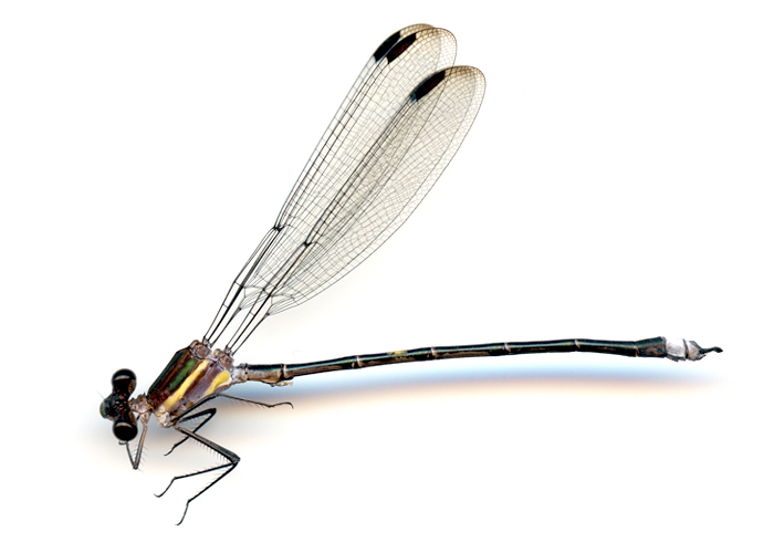Archilestes grandis